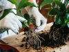 The Art of Repotting: A Green Thumb’s Guide