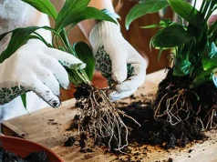 The Art of Repotting: A Green Thumb’s Guide