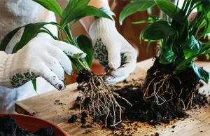The Art of Repotting: A Green Thumb’s Guide