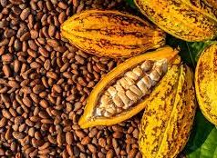Johnvents Group Secures $40.5M Investment to Boost Nigeria’s Cocoa Industry