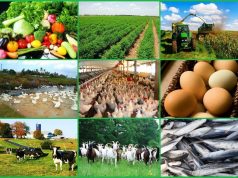 Private Sector Launches Large-Scale Agribusiness Financing Programme to Transform Nigeria’s Agriculture and Boost Food Security