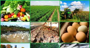 Private Sector Launches Large-Scale Agribusiness Financing Programme to Transform Nigeria’s Agriculture and Boost Food Security