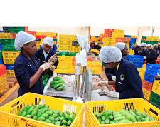 Twiga Foods and Mastercard Digitize Half a Million African Corner Shops—No Smartphone Required