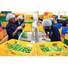 Twiga Foods and Mastercard Digitize Half a Million African Corner Shops—No Smartphone Required
